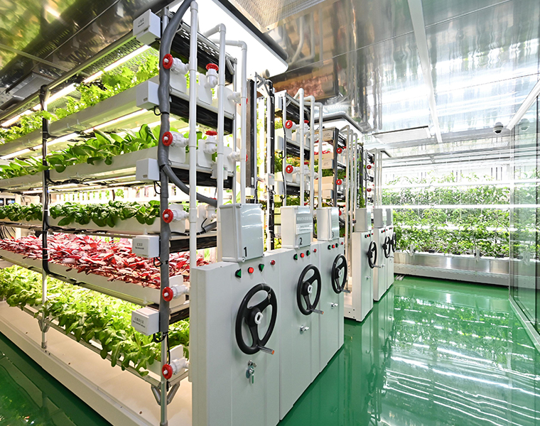 Hydroponic Grow