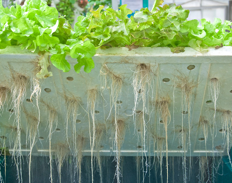 What Changes Can VANQ Bring To Hydroponics?