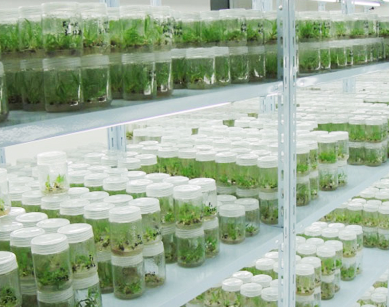 Tissue Culture