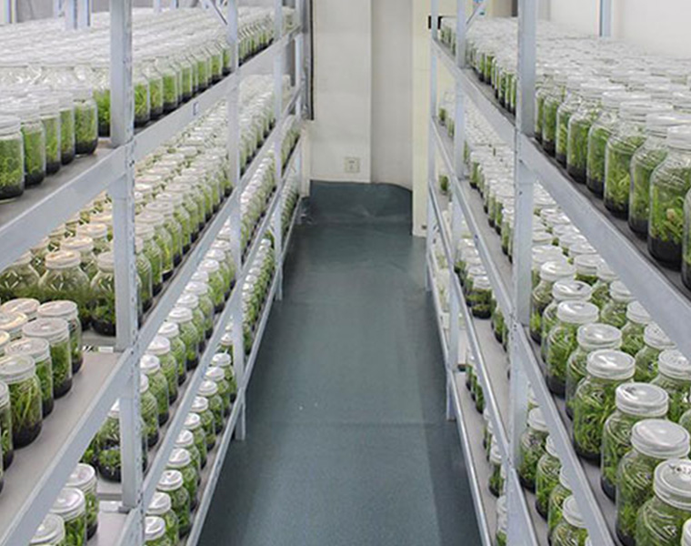 What Changes Can VANQ Bring To Plant Tissue Culture?