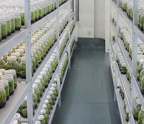 Tissue Culture