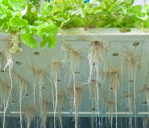 Hydroponic Grow