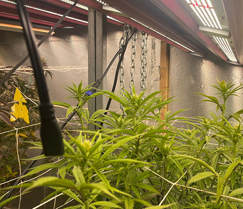 Cannabis Grow