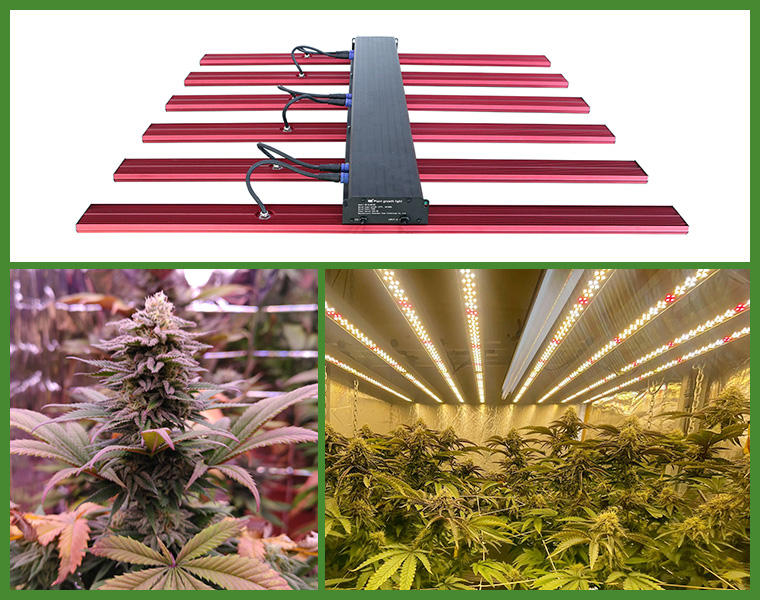 Cannabis Grow