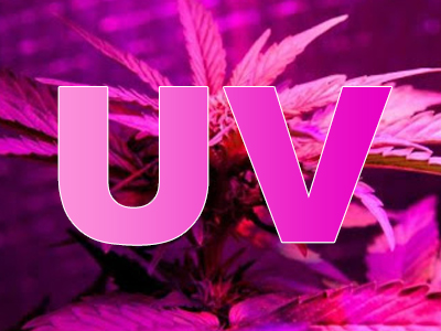 Effects of UV Growth Lights on Plants