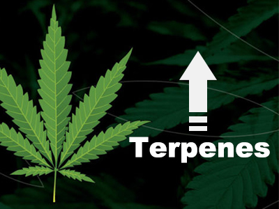 How to increase the terpene content of cannabis