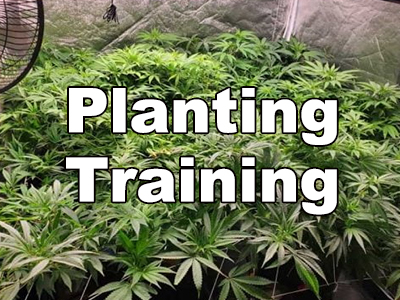 How to train cannabis indoors