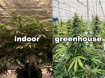 Should I choose to grow cannabis a greenhouse or indoors?