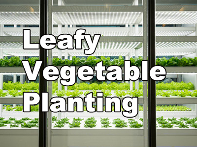 Selecting the Right LED Lights for Leafy Vegetable Cultivation