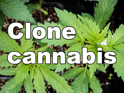 How to clone cannabis