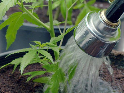 How Often Should I Water My Weed Plant
