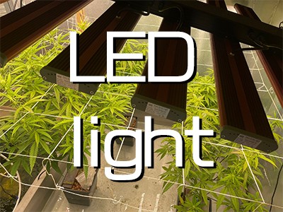 How to Choose the best cannabis grow led lights