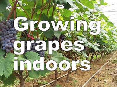 How to grow grapes indoors