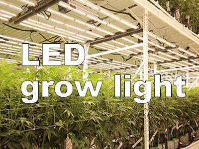 Best LED Grow Lights for Indoor Plants