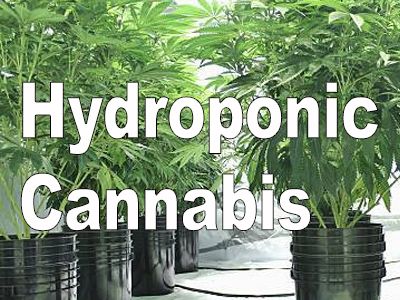 Growing Marijuana Hydroponically: A Beginner's Guide