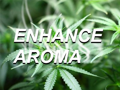 How to enhance the aroma of cannabis