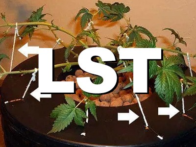 How to Initiate Low-Stress Training (LST) — A Must-Read Guide for Beginners