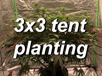 The best led grow light for 3x3 tent 