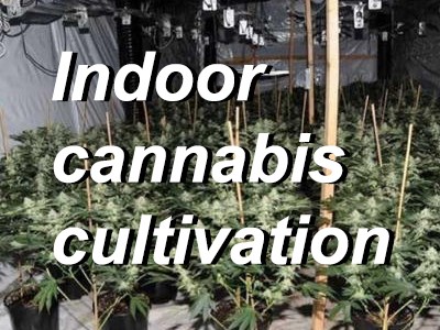 What Do You Need to Prepare for Indoor Cannabis Cultivation