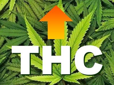 How to increase the THC content of cannabis.