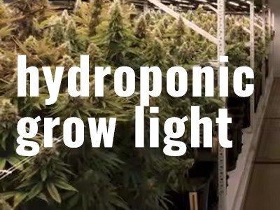 The best grow lights for indoor hydroponics
