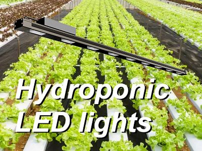 The best LED lights for hydroponic vegetables in 2024