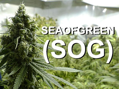 How to Maximize Cannabis Yields with the SEA OF GREEN (SOG) Method