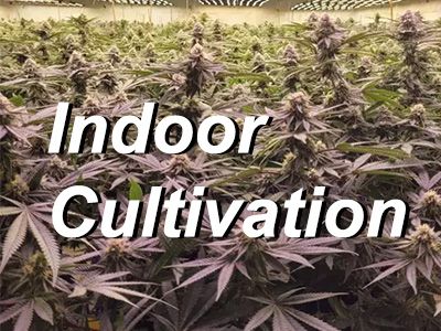 A Beginner's Essential Guide: Simple Instructions for Indoor Cannabis Cultivation