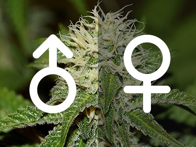 How to tell the gender of marijuana