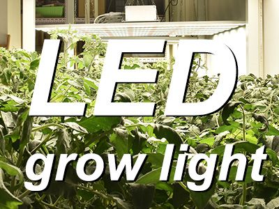 Can LED grow lights replace sunlight