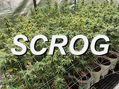 How to use ScroG technology to realize the full potential of cannabis cultivation