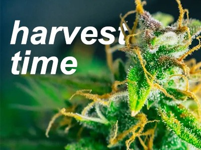 How to determine the harvest time of cannabis