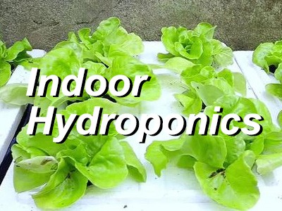 How to grow lettuce by hydroponic indoor