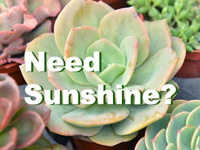 Do succulents require sunlight