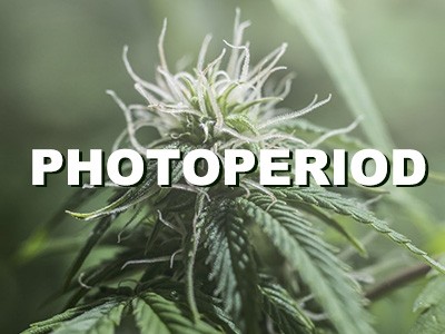 How to Correctly Set the Photoperiod for Cannabis Growth