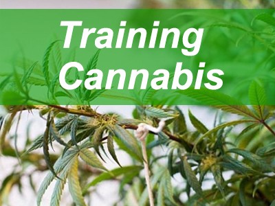 How to choose the best method for training cannabis