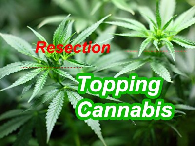 How can I top my cannabis plants to achieve better yields