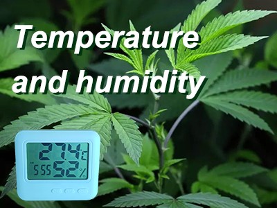 Why is it important for cannabis to control the humidity