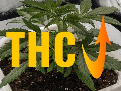 How to Increase THC Levels in Marijuana