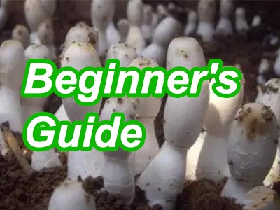 How to Grow shrooms: A Beginner’s Guide