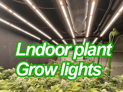 Do indoor plants need grow lights?