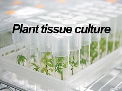 How to do plant tissue culture: A Beginner's Guide