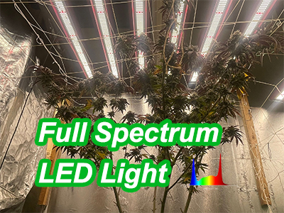 Why full spectrum led lights are the best choice for indoor growing?