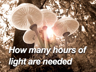 How Many Hours of Light Do Mushrooms Need to Grow?​ A Must-Read for Beginners