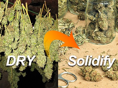 How to Dry and Cure Small Amounts of Weed