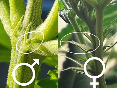 How to distinguish difference between male and female cannabis plants