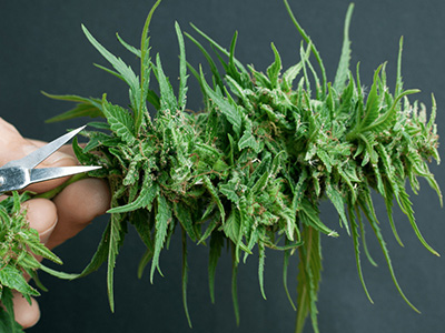 How to Determine When to Harvest Weed: What Weeds Look Like When They Are Harvested?