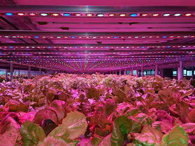 What Kind of LED Lights Can Grow Plants