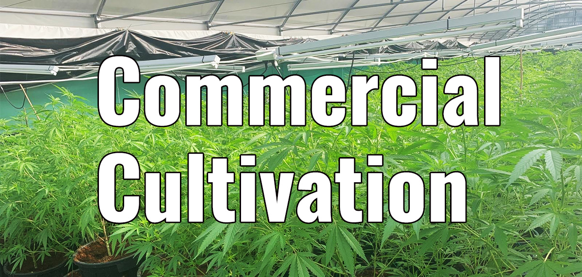 Commercial Cultivation