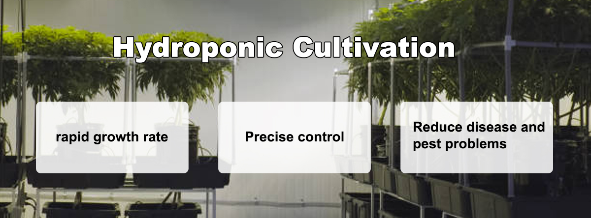 Hydroponic cultivation